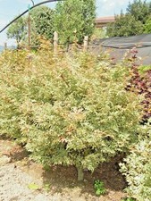 Acero giapponese palmato