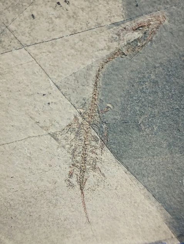Fossile keichousaurus hui - keichousaurus,