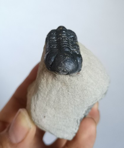 Echt 32mm drotops trilobit - 32mm,