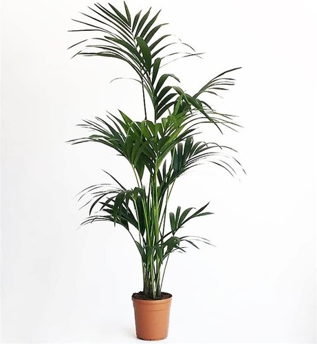 Kentia piante interno - piante, da