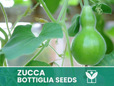 Zucca Bottiglia – 30 Semi