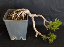 BONSAI DI PINO PINUS MUGO