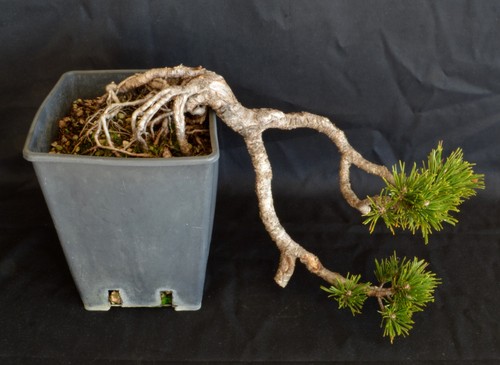 Bonsai pino pinus mugo - pino,