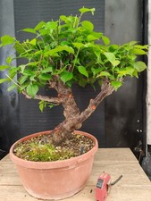 bonsai di  prunus mume h 63 cm