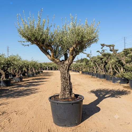 Ulivo olivo olea europea - olivo,