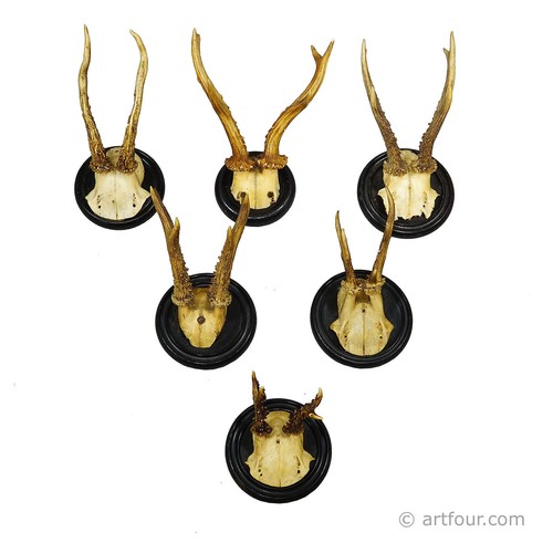 Antica collezione sei - collezione, di