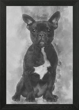 Bulldog francese cucciolo 5