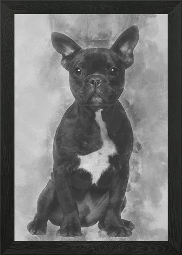 Bulldog francese cucciolo - , 5