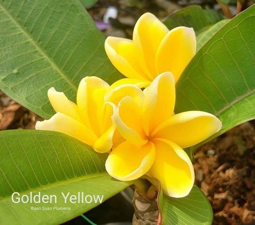 Rara plumeria giallo - rara,
