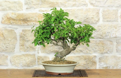 Bonsai bougainvillea - bonsai,