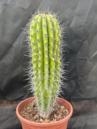 Stenocereus thurberi il - stenocereus,