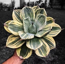 Pianta di Agave di Cactus