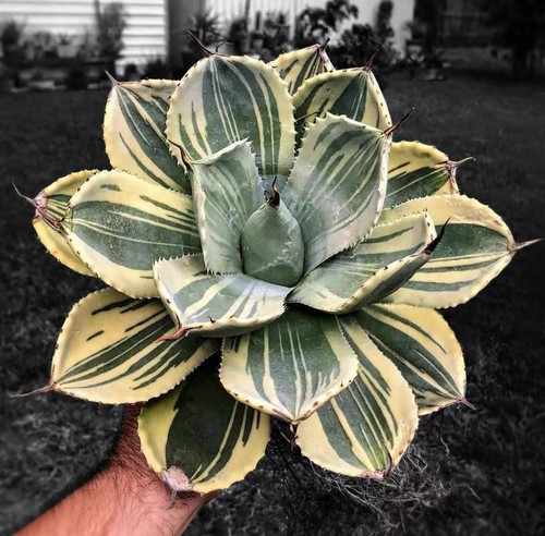 Pianta agave cactus - pianta, di