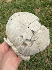 Tartaruga fossile delle