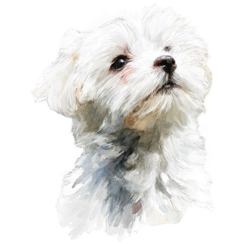 Adesivi cane maltese - 9,