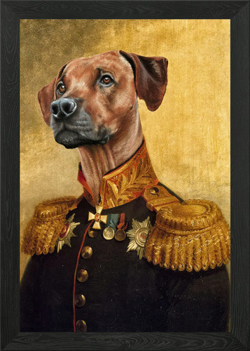 Rhodesian ridgeback con - rhodesian,