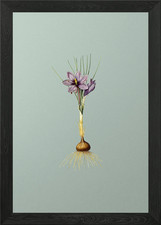 Crocus Sativus su cornice
