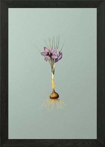 Crocus sativus cornice - sativus,