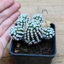 Mammillaria gracilis oruga -
