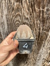 Euphorbia Obesa / Wild Plant/collection Plant Pot 8cm X 7 Cm