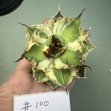 Raro Cactus Agave titanota