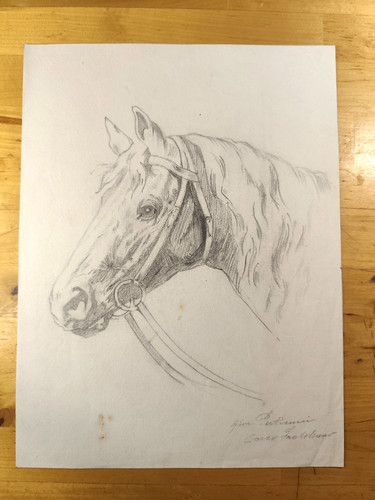 Disegno cavallo vintage - cavallo,