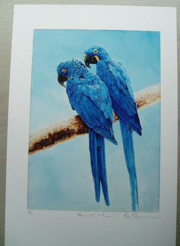 David crane hyacinth macaw - -,