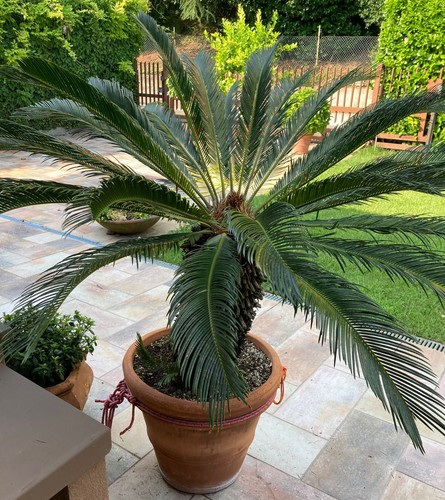 Cycas anni circa - di, 25