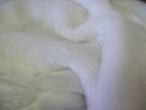 Tessuto peluche corto del - corto,