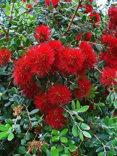 Albero natale pohutukawa - natale,
