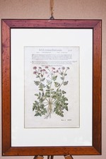 Stampa Botanica del 1500 - Incorniciata - Matthioli - Parthenium Matricaria