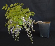 BONSAI DI GLICINE WISTERIA