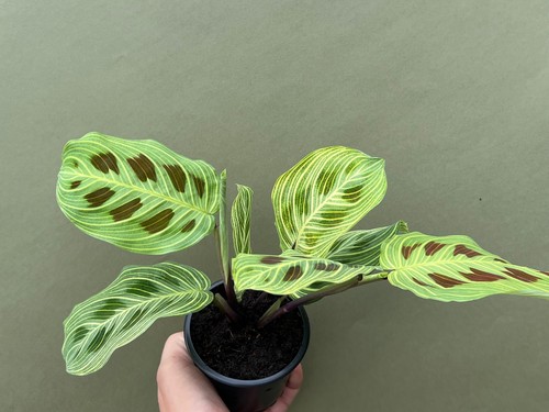 Vene leggere maranta - vene,