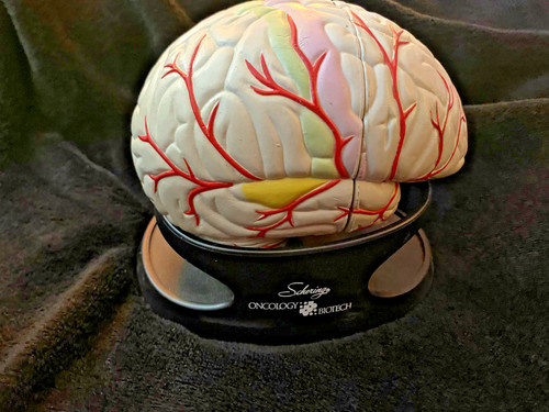 Anatomia cervello umano - anatomia,