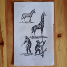 ANTICA INCISIONE DELL'OTTOCENTO ANIMALI DELL'AFRICA INCISORE SASSO ZEBRA GIRAFFA