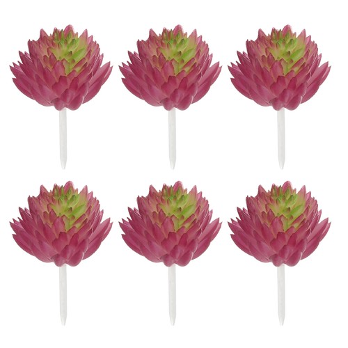 Pezzi piante succulente - pezzi,
