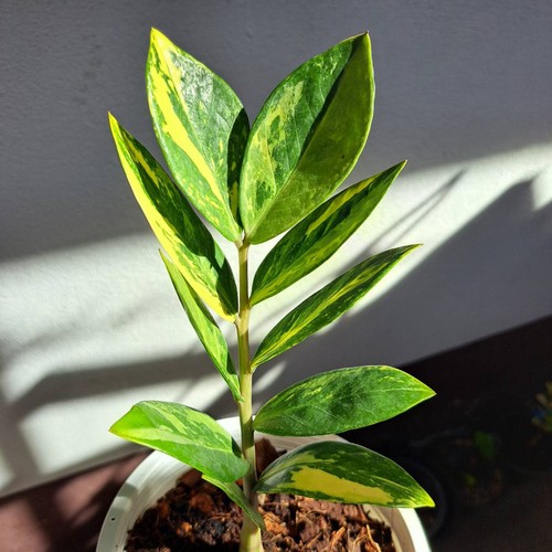 Zamioculcas zamiifolia - zz,