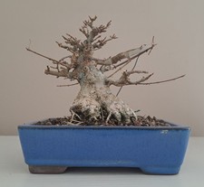 Acero Buergerianum Shohin
