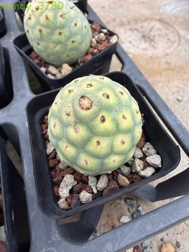 Tephrocactus geometricus