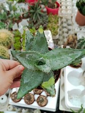 aloe ferox variegate