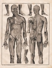 Corpo Umano Muscoli Anatomia