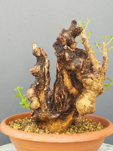 Bonsai olivastro 30x20cm - olivastro,