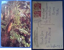 Longwood Gardens kennett square - Tropical Terrace, Edible Banana, v.ta nel 1979