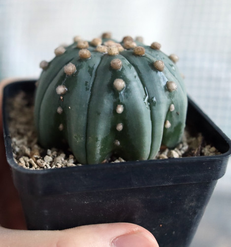 Astrophytum asterias forma - , di