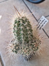 Echinocereus Enneacanthus x
