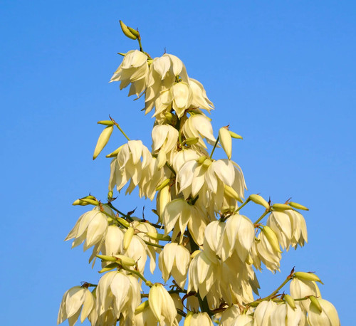 Yucca angustifolia - ,