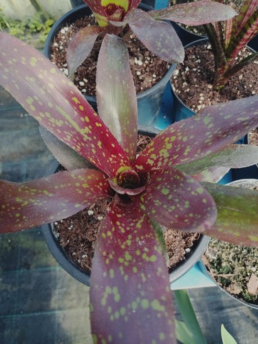 Neoregelia pianta tropicale - neoregelia, #6