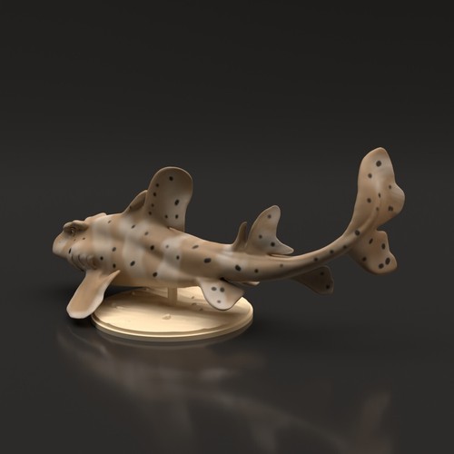 Horn shark squalo corno 35 - shark,