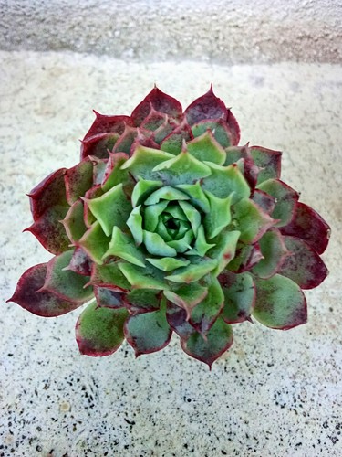 Echeveria christmas ball - echeveria,