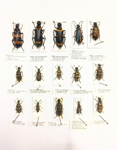 Entomology taxidermy - entomology,